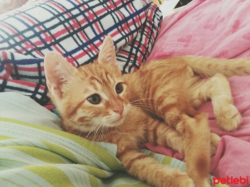 Tekir Kedi, Kedi  Leo fotoğrafı