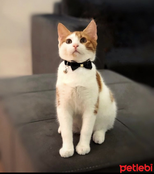 Sarman, Kedi  TEO fotoğrafı