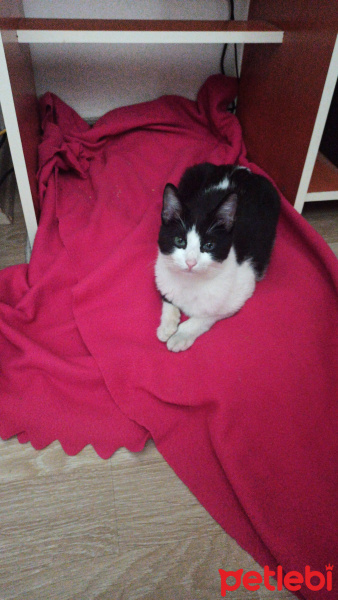 Tuxedo (Smokin) Kedi, Kedi  Maymun fotoğrafı