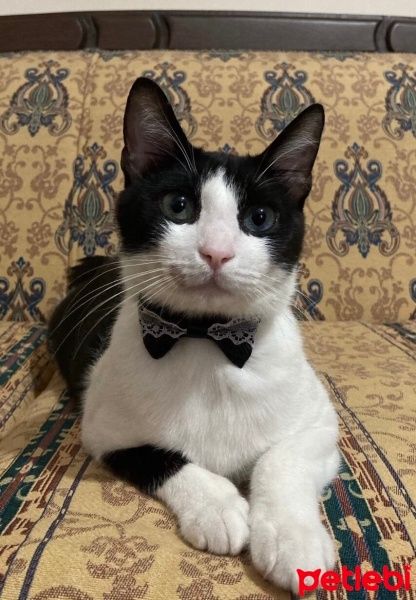 Tuxedo (Smokin) Kedi, Kedi  Maymun fotoğrafı