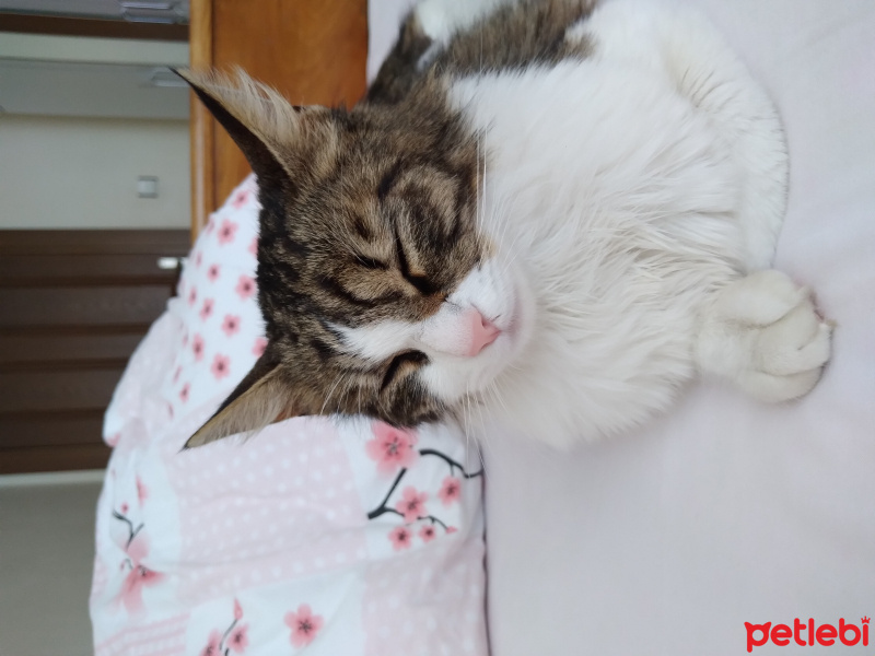 Tekir Kedi, Kedi  Pamuk fotoğrafı