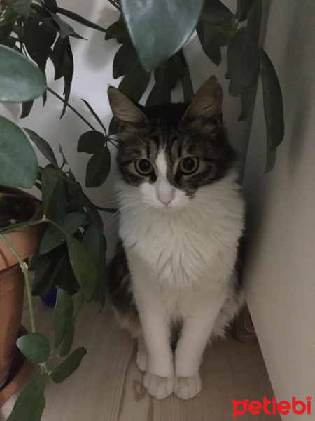 Tekir Kedi, Kedi  Pamuk fotoğrafı