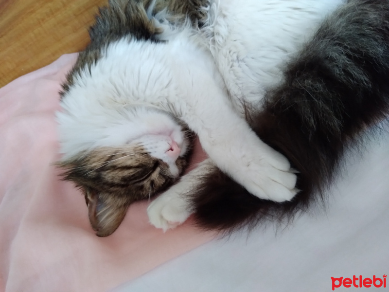 Tekir Kedi, Kedi  Pamuk fotoğrafı