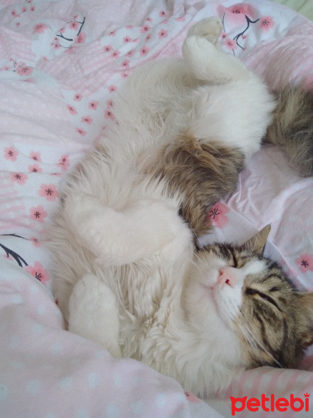 Tekir Kedi, Kedi  Pamuk fotoğrafı