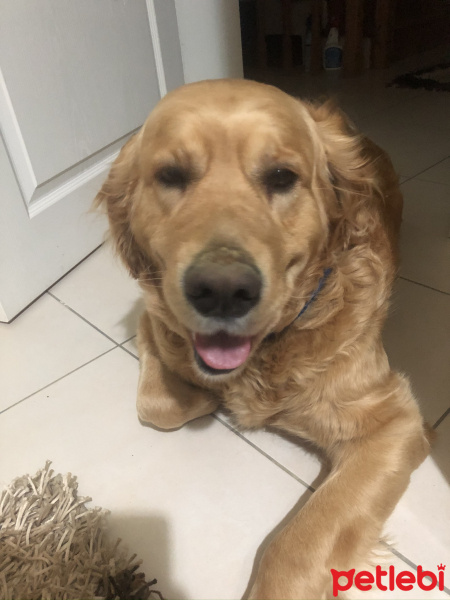 Golden Retriever, Köpek  Ceo fotoğrafı