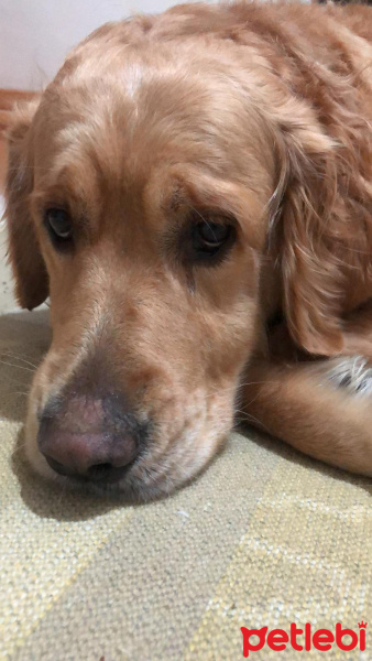 Golden Retriever, Köpek  Ceo fotoğrafı