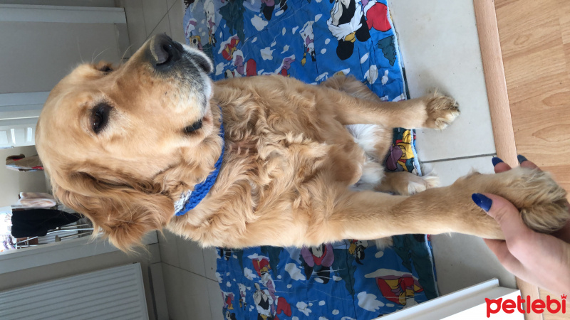 Golden Retriever, Köpek  Ceo fotoğrafı