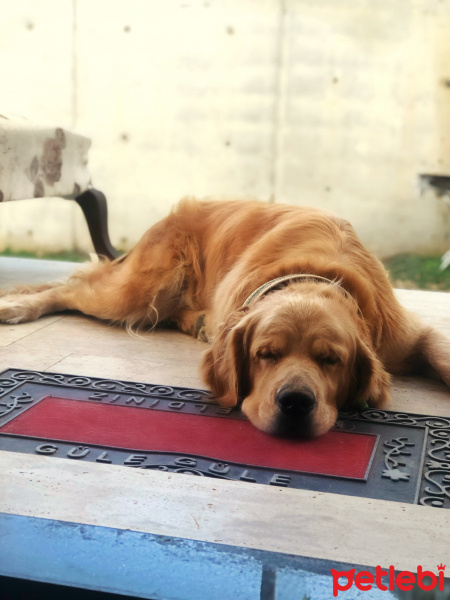 Golden Retriever, Köpek  Ceo fotoğrafı