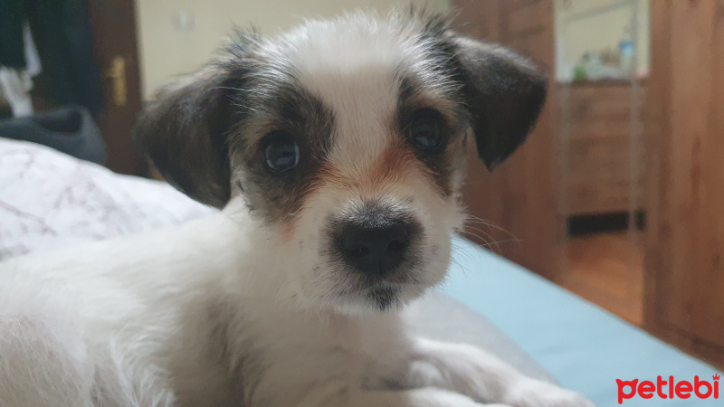 Jack Russell Terrier, Köpek  Pepuk / Parson Jack Russell Mix. fotoğrafı