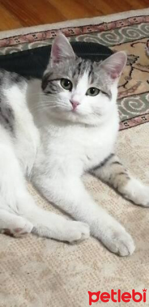 Tekir Kedi, Kedi  Pamuk fotoğrafı