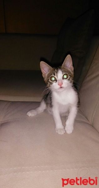 Tekir Kedi, Kedi  Minniş fotoğrafı