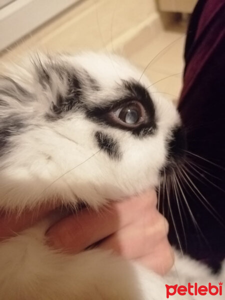 Tavşan, Kemirgen  Bunny fotoğrafı