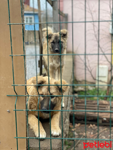 Kangal, Köpek  Hektor ile haşir fotoğrafı