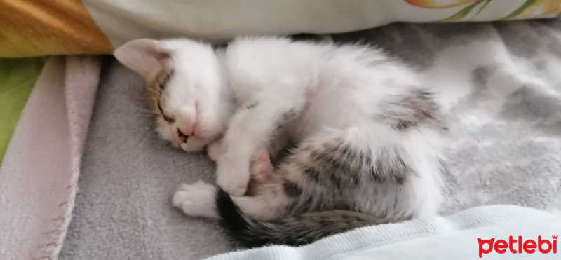 Tekir Kedi, Kedi  Lucky fotoğrafı