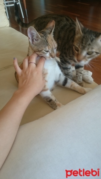 Tekir Kedi, Kedi  pıtır ve cingöz fotoğrafı