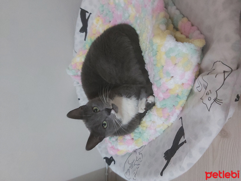 Korat, Kedi  Linda fotoğrafı