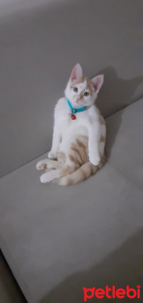 Sarman, Kedi  Tarcın fotoğrafı