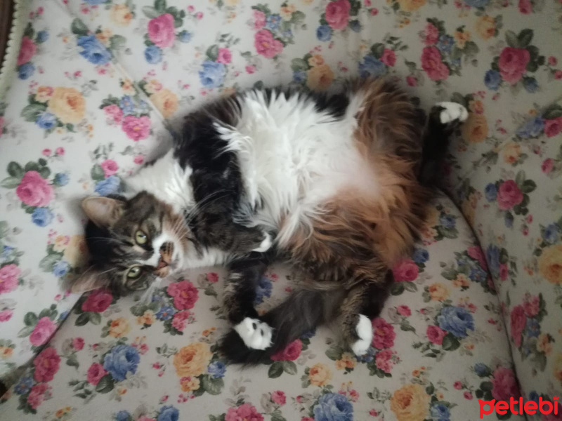 Tekir Kedi, Kedi  Çinçin fotoğrafı