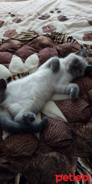 British Shorthair, Kedi  Mavi fotoğrafı