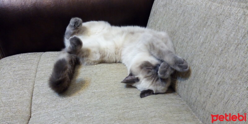 British Shorthair, Kedi  Mavi fotoğrafı