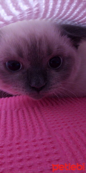 British Shorthair, Kedi  Mavi fotoğrafı