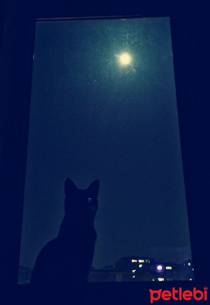 Sarman, Kedi  Samuray fotoğrafı