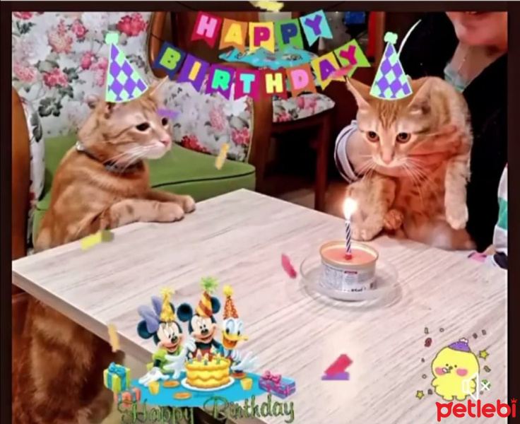 Sarman, Kedi  Samuray fotoğrafı
