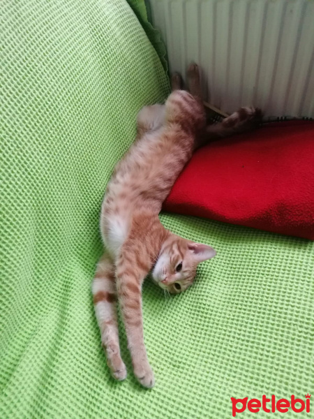 Sarman, Kedi  Samuray fotoğrafı