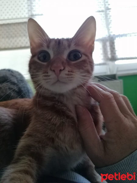 Sarman, Kedi  Samuray fotoğrafı
