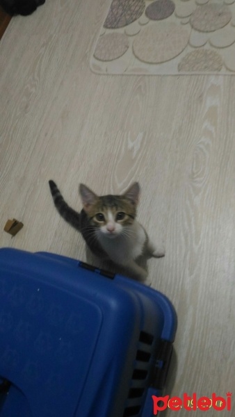 Tekir Kedi, Kedi  Pikaçu  fotoğrafı