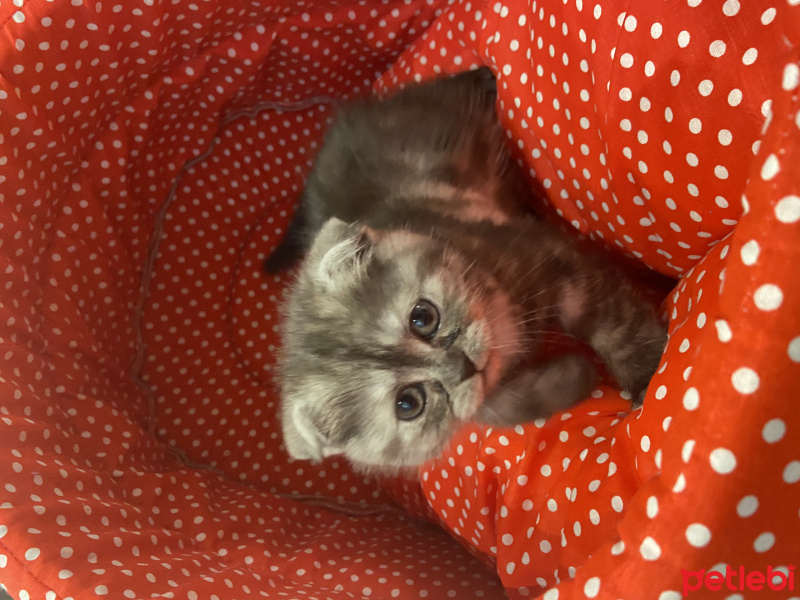 Scottish Fold, Kedi  Zübeyde fotoğrafı