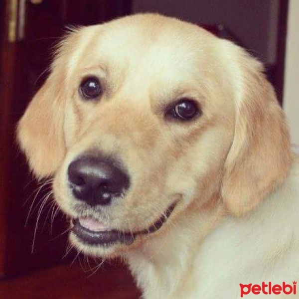 Golden Retriever, Köpek  Paşa fotoğrafı