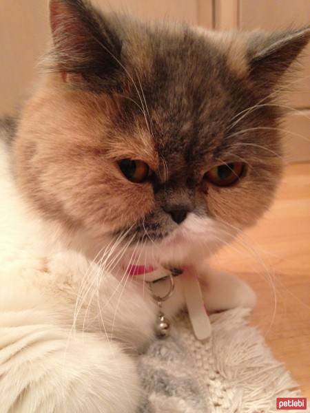 Exotic Shorthair, Kedi  Şıra fotoğrafı