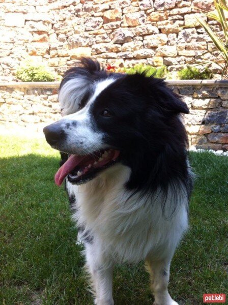 Border Collie, Köpek  tomi fotoğrafı