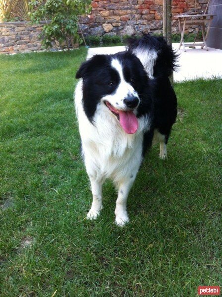 Border Collie, Köpek  tomi fotoğrafı