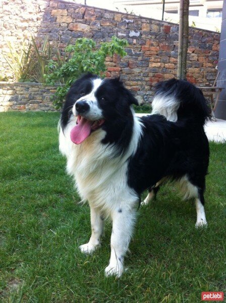 Border Collie, Köpek  tomi fotoğrafı