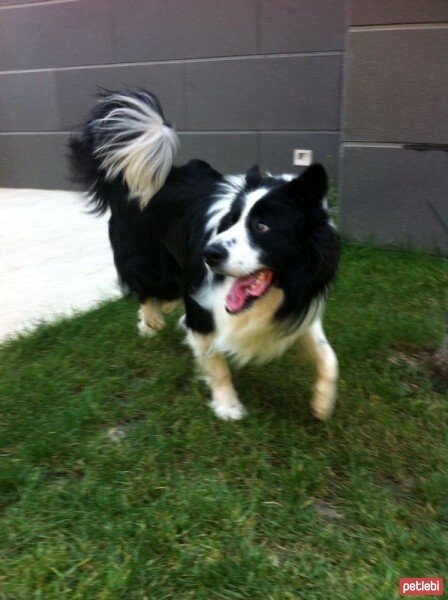 Border Collie, Köpek  tomi fotoğrafı