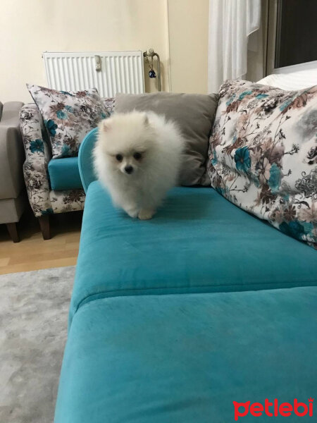 Pomeranyalı, Köpek  Olaf fotoğrafı