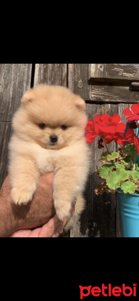 Pomeranyalı, Köpek  Pomeranian fotoğrafı