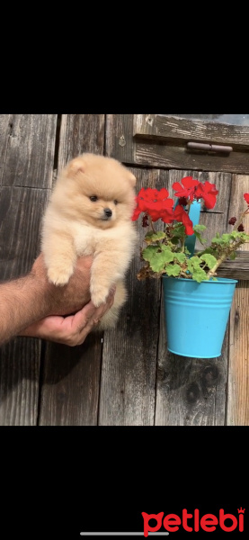 Pomeranyalı, Köpek  Pomeranian fotoğrafı