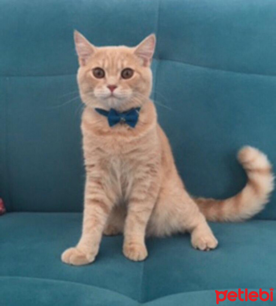 British Shorthair, Kedi  latte fotoğrafı