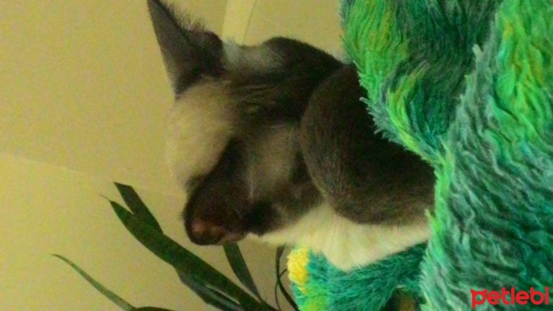 Siyam Kedisi, Kedi  Mia fotoğrafı
