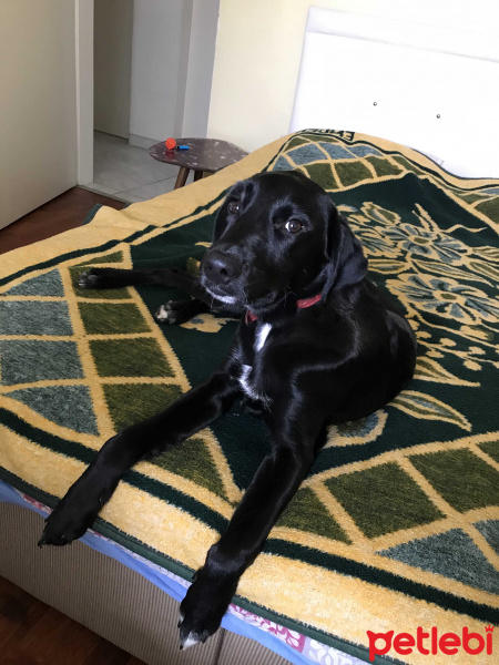 Labrador Retriever, Köpek  MARİO fotoğrafı