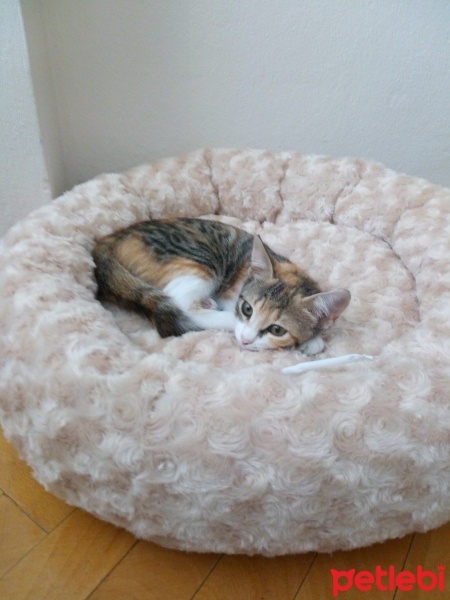 Tekir Kedi, Kedi  pıtırcık  fotoğrafı