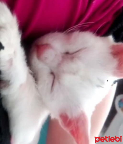 Ankara Kedisi, Kedi  Pamuk fotoğrafı