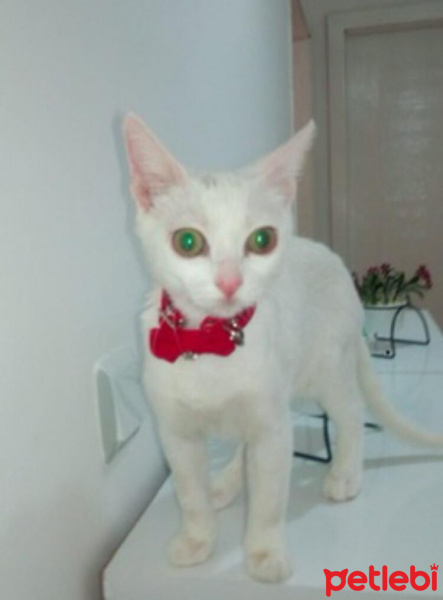 Ankara Kedisi, Kedi  Pamuk fotoğrafı