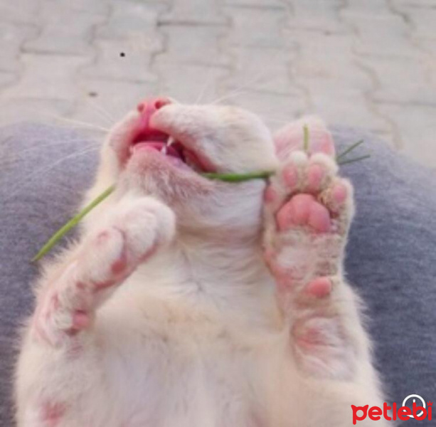Ankara Kedisi, Kedi  Pamuk fotoğrafı