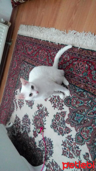 Ankara Kedisi, Kedi  Pamuk fotoğrafı