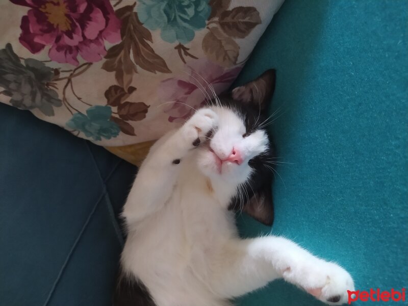 Tuxedo (Smokin) Kedi, Kedi  Boncuk fotoğrafı