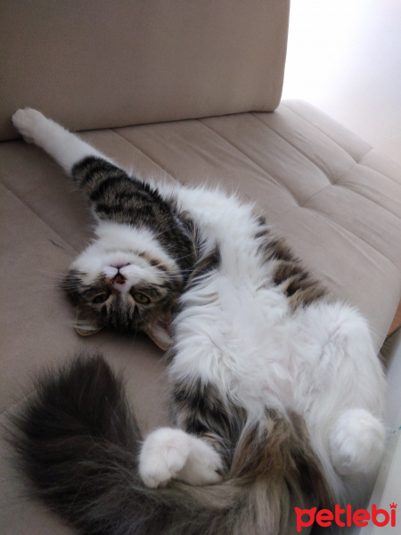 Tekir Kedi, Kedi  cookie fotoğrafı